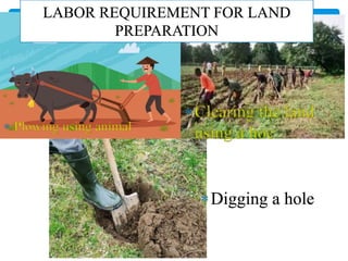  Plowing using animal
Clearing the land
using a hoe
Digging a hole
LABOR REQUIREMENT FOR LAND
PREPARATION
 
