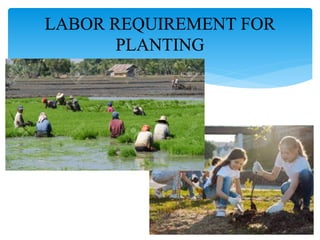 LABOR REQUIREMENT FOR
PLANTING
 