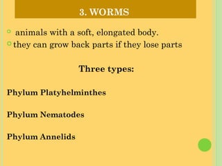 Worm Order Grade 8 taxonomy | PPT