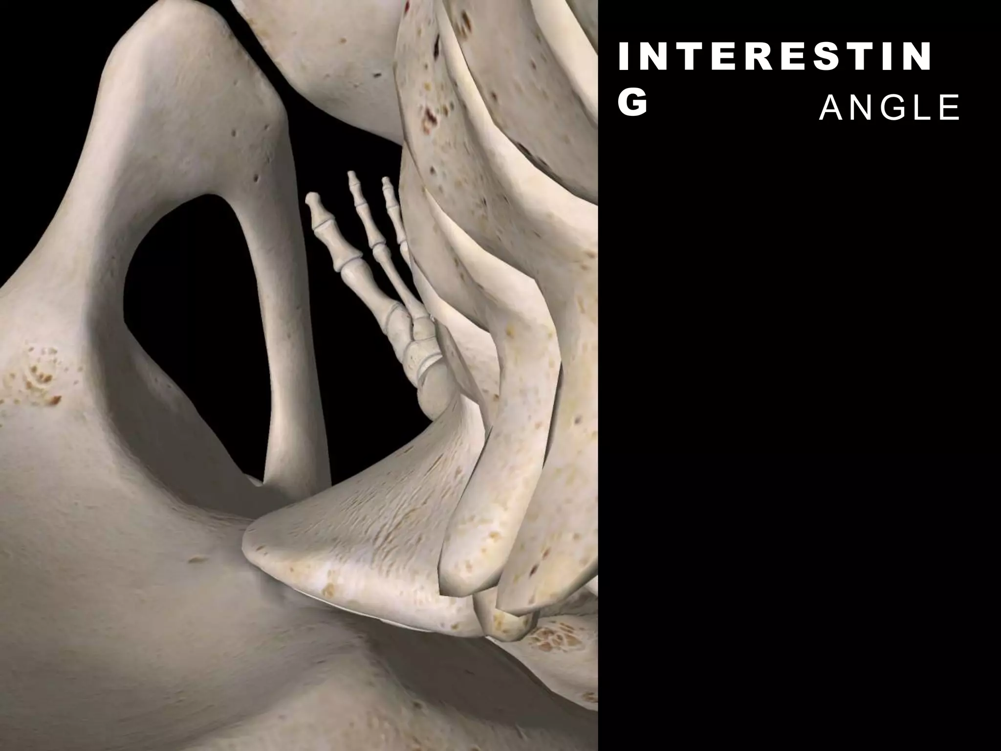 I N T E R E S T I N
G A N G L E
 