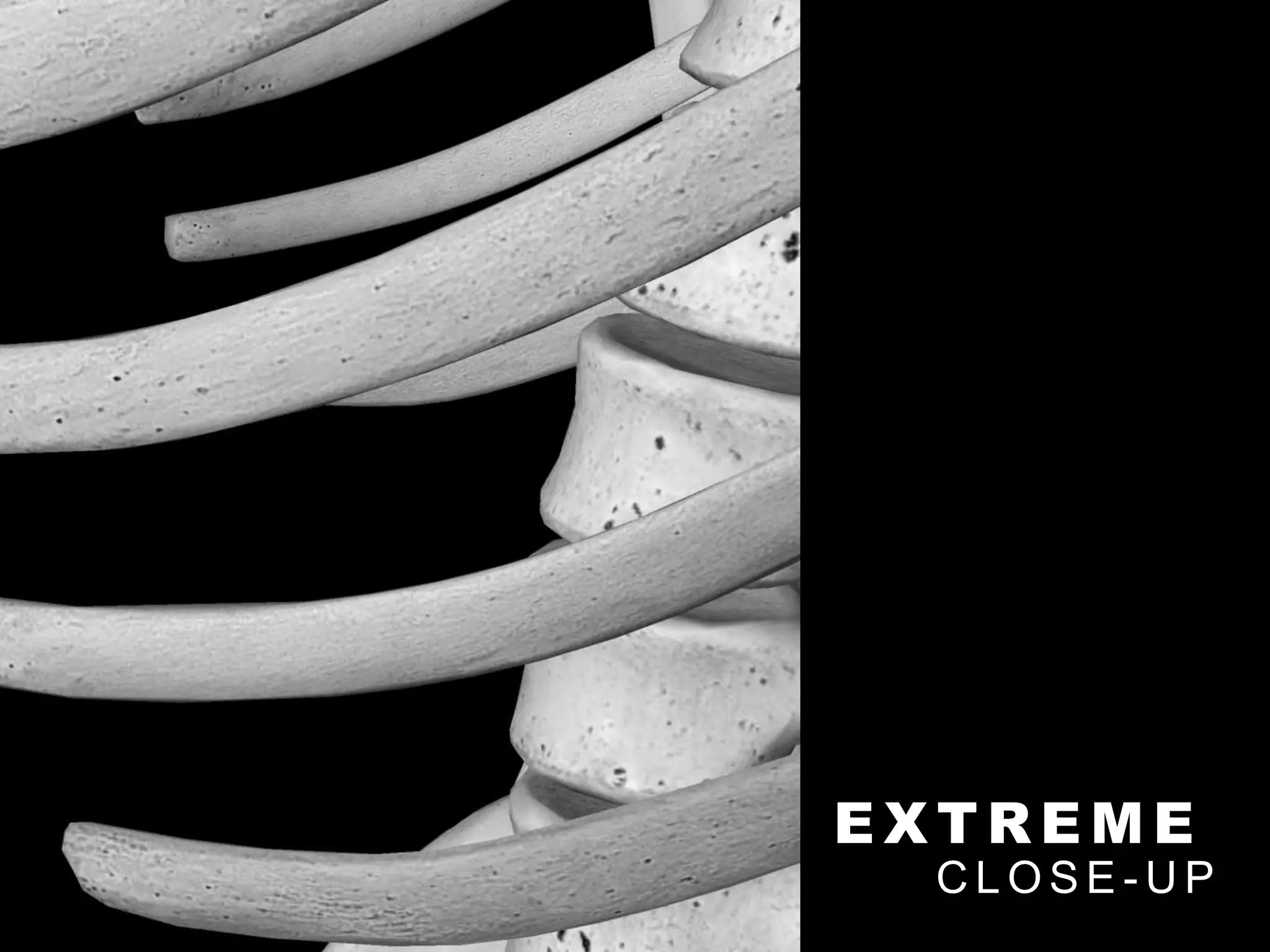 E X T R E M E
C L O S E - U P
 