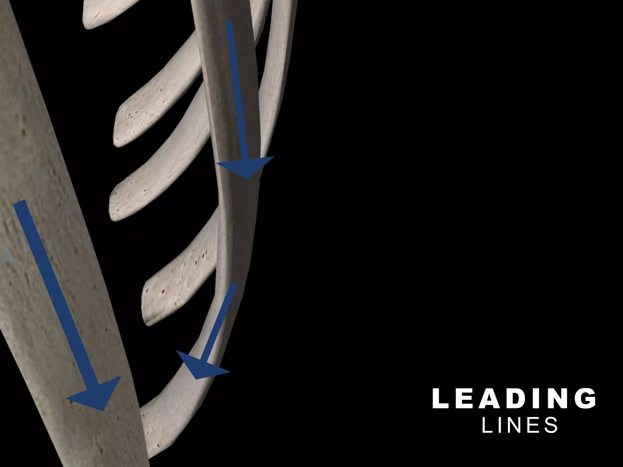 L E A D I N G
L I N E S
 