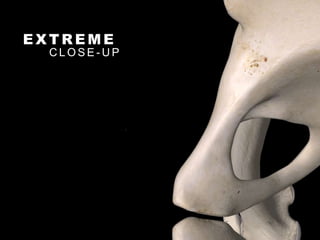 E X T R E M E
C L O S E - U P
 