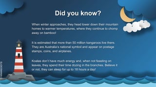 SLIDESMANIA.C
Did you know?
It is estimated that more than 50 million kangaroos live there.
They are Australia’s national symbol and appear on postage
stamps, coins, and airplanes.
Koalas don’t have much energy and, when not feasting on
leaves, they spend their time dozing in the branches. Believe it
or not, they can sleep for up to 18 hours a day!
When winter approaches, they head lower down their mountain
homes to warmer temperatures, where they continue to chomp
away on bamboo!
 