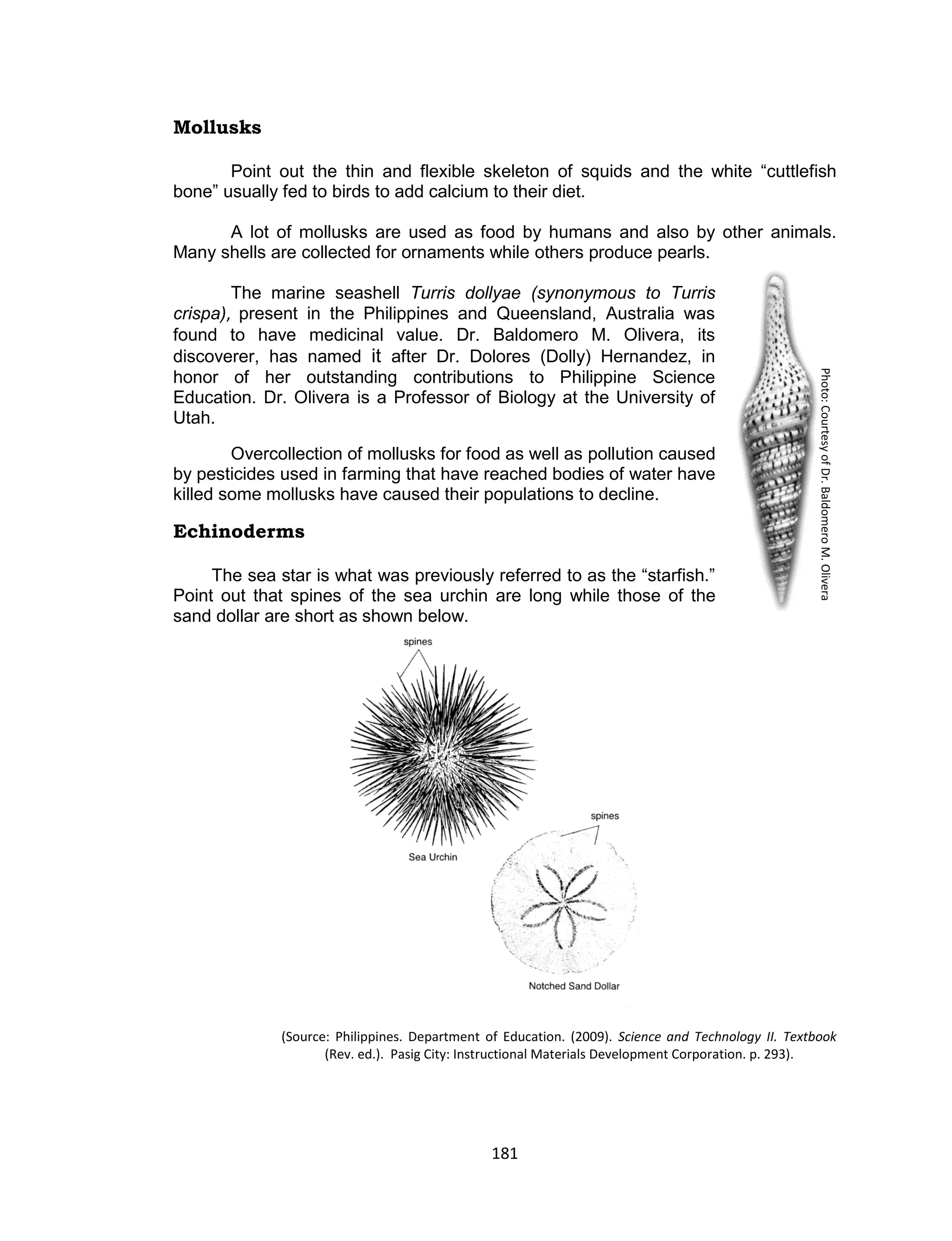 181
Mollusks
Point out the thin and flexible skeleton of squids and the white “cuttlefish
bone” usually fed to birds to add calcium to their diet.
A lot of mollusks are used as food by humans and also by other animals.
Many shells are collected for ornaments while others produce pearls.
The marine seashell Turris dollyae (synonymous to Turris
crispa), present in the Philippines and Queensland, Australia was
found to have medicinal value. Dr. Baldomero M. Olivera, its
discoverer, has named it after Dr. Dolores (Dolly) Hernandez, in
honor of her outstanding contributions to Philippine Science
Education. Dr. Olivera is a Professor of Biology at the University of
Utah.
Overcollection of mollusks for food as well as pollution caused
by pesticides used in farming that have reached bodies of water have
killed some mollusks have caused their populations to decline.
Echinoderms
The sea star is what was previously referred to as the “starfish.”
Point out that spines of the sea urchin are long while those of the
sand dollar are short as shown below.
(Source: Philippines. Department of Education. (2009). Science and Technology II. Textbook
(Rev. ed.). Pasig City: Instructional Materials Development Corporation. p. 293).
Photo:CourtesyofDr.BaldomeroM.Olivera
 