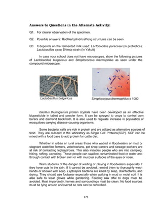 175
Answers to Questions in the Alternate Activity:
Q1. For clearer observation of the specimen.
Q2. Possible answers: Rodlike/cylindrical/long structures can be seen
Q3. It depends on the fermented milk used: Lactobacillus paracasei (in probiotics);
Lactobacillus casei Shirota strain (in Yakult)
In case your school does not have microscopes, show the following pictures
of Lactobacillus bulgaricus and Streptococcus thermophilus as seen under the
compound microscope.
Lactobacillus bulgaricus
Bacillus thuringiensis protein crystals have been developed as an effective
biopesticide in tablet and powder form. It can be sprayed to crops to control corn
borers and diamond backmoth. It is also used to regulate increase in population of
mosquitoes carrying disease-causing organisms.
Some bacterial cells are rich in protein and are utilized as alternative sources of
food. They are cultured in the laboratory as Single Cell Proteins(SCP). SCP can be
mixed with a food base to add protein for cattle diet.
Whether in urban or rural areas those who waded in floodwaters or mud or
stagnant waterlike farmers, veterinarians, pet shop owners and sewage workers are
at risk of contacting leptospirosis. This also includes people who are into camping,
hiking, rafting, canoeing. These people can swallow contaminated food or water and
through contact with broken skin or with mucosal surfaces of the eyes or nose.
Warn students of the danger of wading or playing in floodwaters especially if
they have cuts in the skin. If it cannot be avoided, remind them to thoroughly wash
hands or shower with soap. Leptospira bacteria are killed by soap, disinfectants, and
drying. They should use footwear especially when walking in mud or moist soil. It is
also safe to wear gloves while gardening. Feeding raw offal to dogs must be
avoided. Most importantly, homes and surroundings must be clean. No food sources
must be lying around uncovered so rats can be controlled.
Streptococcus thermophilus x 1000
 