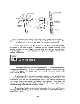 210
Figure 3. (a) Hollow body of Hydra. The animal takes in food, digests food in its
digestive cavity, and removes wastes through its mouth, (b) is an enlarged part of the
body wall, and (c) the outer part of the wall shows the nematocysts.
Revisit these lessons with the students to help them better understand the
importance of the whole process of digestion. Activity 2 gives emphasis on the
chemical digestion of food. They will discover what enzymes are, which ones are
involved in digestion, and the role these enzymes play in making the nutrients in food
available to organisms.
Chewing breaks down food into smaller pieces. To help students draw out
the idea of smaller pieces of food being more easily chemically digested, have them
think of what happens when they chew a piece of candy rather than waiting for the
whole candy to dissolve.
Breaking down food to smaller pieces increases the surface area of the food
on which enzymes like the amylase found in saliva act. Amylase breaks down large
carbohydrate molecules like starch into simple sugars. This is why you might notice
that a boiled sweet potato tastes a little sweeter after chewing it for a while. Note
however that the sugar in sweet potatoes is starch; it is the simple sugars released
from the breaking down of starch that tastes sweet.
This activity should enable students to describe what happens to food as it
gets digested mechanically and to infer the importance of breaking down food to
speed up its digestion.
A sweet break!
Activity
1B
 