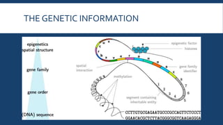 THE GENETIC INFORMATION
 