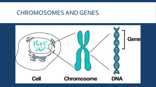 CHROMOSOMES AND GENES
 
