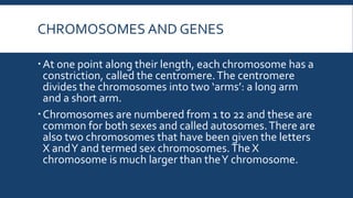 CHROMOSOMES AND GENES
At one point along their length, each chromosome has a
constriction, called the centromere.The centromere
divides the chromosomes into two ‘arms’: a long arm
and a short arm.
Chromosomes are numbered from 1 to 22 and these are
common for both sexes and called autosomes.There are
also two chromosomes that have been given the letters
X andY and termed sex chromosomes.The X
chromosome is much larger than theY chromosome.
 