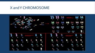 X andY CHROMOSOME
 