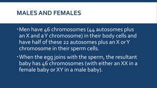 MALES AND FEMALES
Men have 46 chromosomes (44 autosomes plus
an X and aY chromosome) in their body cells and
have half of these 22 autosomes plus an X orY
chromosome in their sperm cells.
When the egg joins with the sperm, the resultant
baby has 46 chromosomes (with either an XX in a
female baby or XY in a male baby).
 