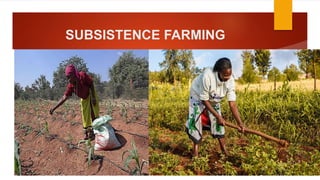 SUBSISTENCE FARMING
 