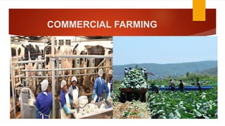 COMMERCIAL FARMING
 
