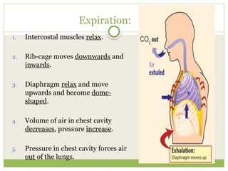 Grade 8 Topic 6 B The breathing system grade 8 [Autosaved].pptx