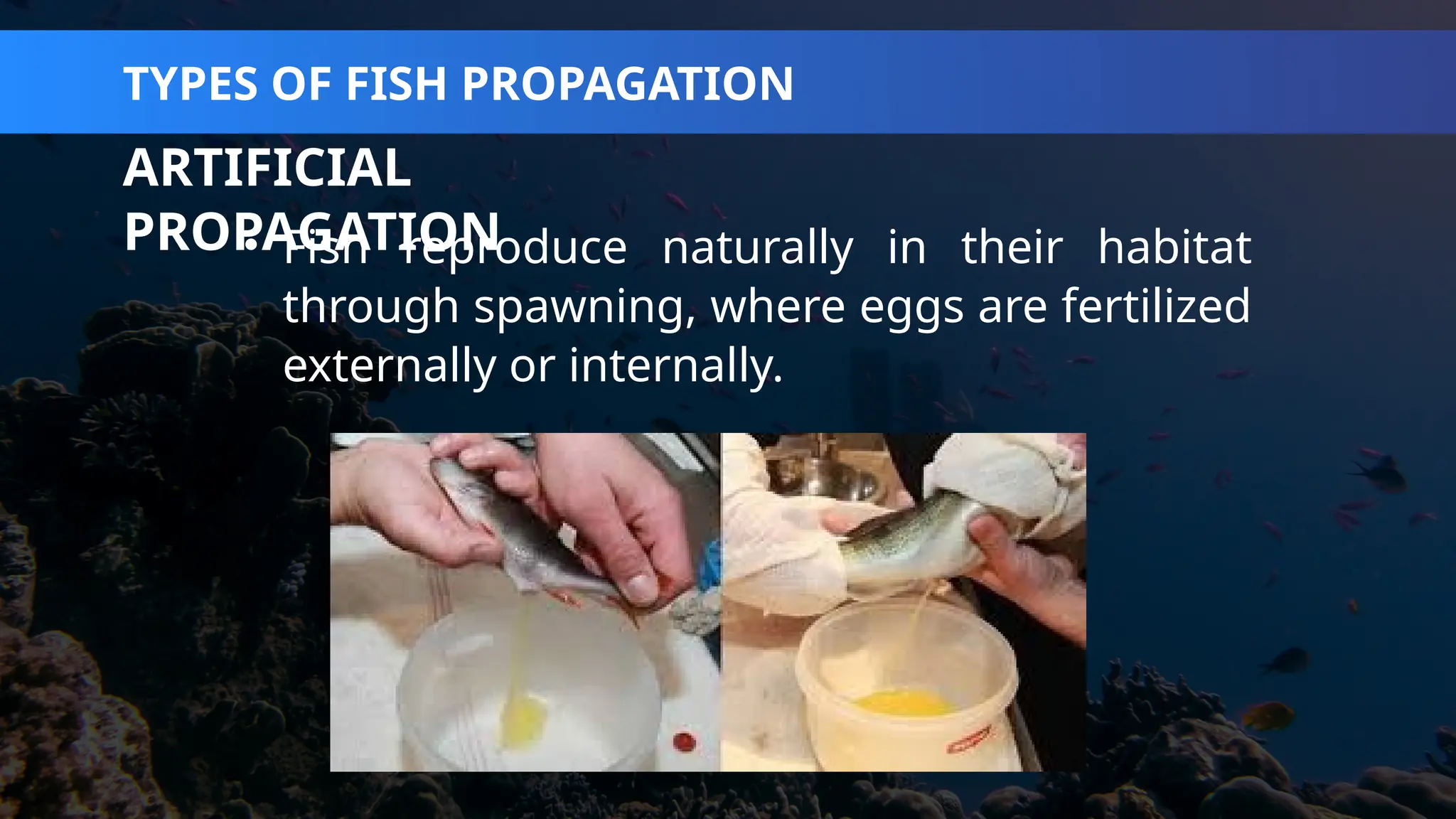 AQUACULTURE CAREER AND BUSINESS OPPORTUNITIES | PPTX