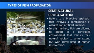 AQUACULTURE CAREER AND BUSINESS OPPORTUNITIES | PPTX