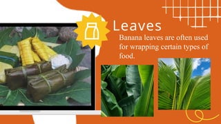 Leaves
Banana leaves are often used
for wrapping certain types of
food.
 