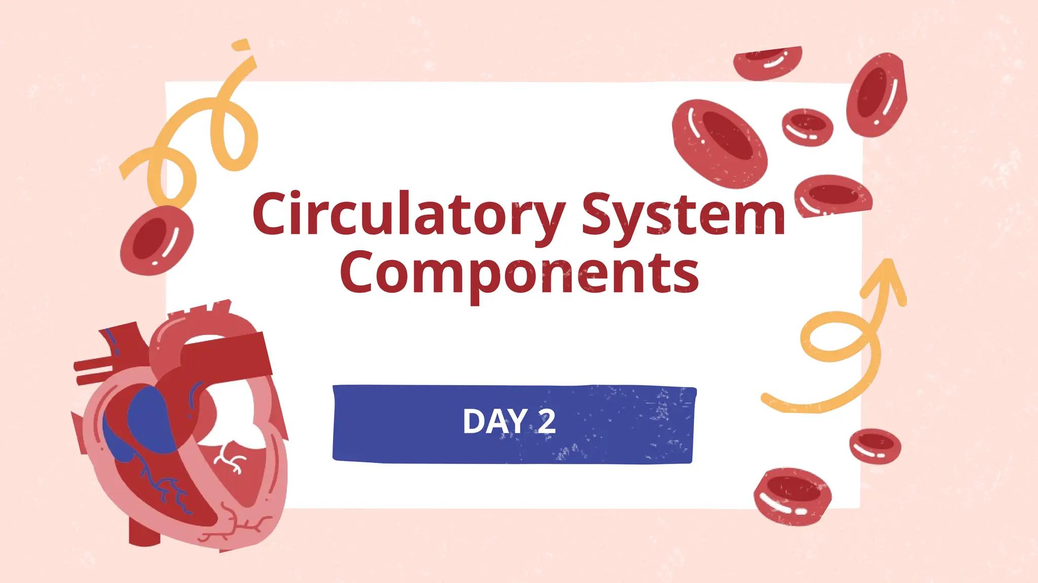 Circulatory System
Components
DAY 2
 