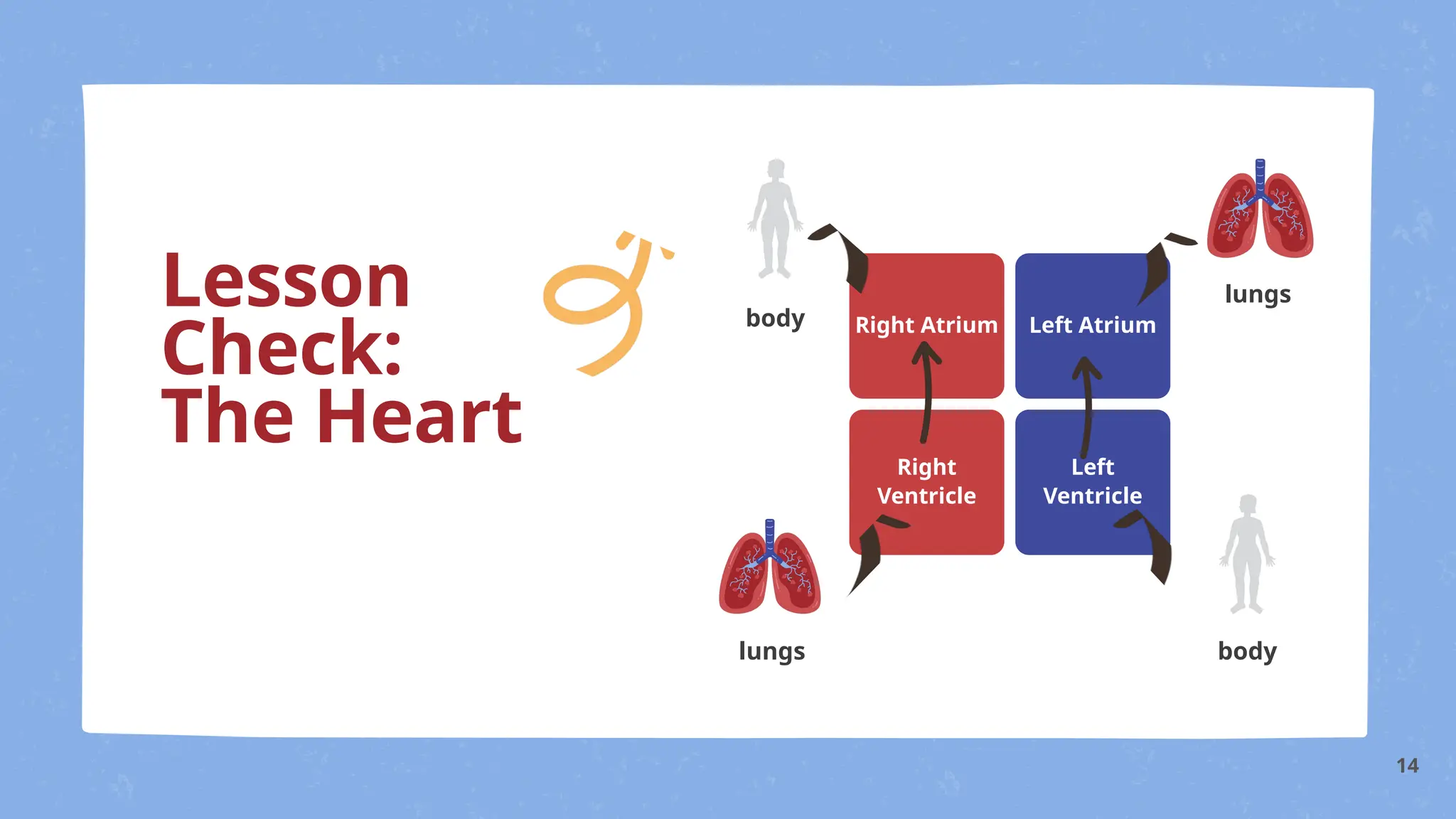 Lesson
Check:
The Heart
ANSWER KEY
Right Atrium Left Atrium
Right
Ventricle
Left
Ventricle
body
lungs
lungs
body
14
 