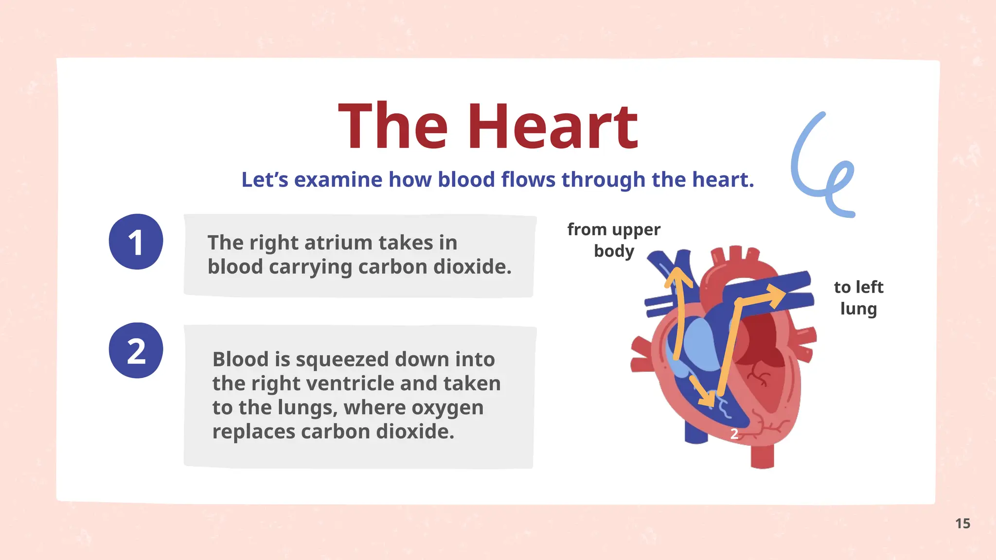 1
2
1
2
Let’s examine how blood flows through the heart.
The Heart
The right atrium takes in
blood carrying carbon dioxide.
Blood is squeezed down into
the right ventricle and taken
to the lungs, where oxygen
replaces carbon dioxide.
from upper
body
to left
lung
15
 