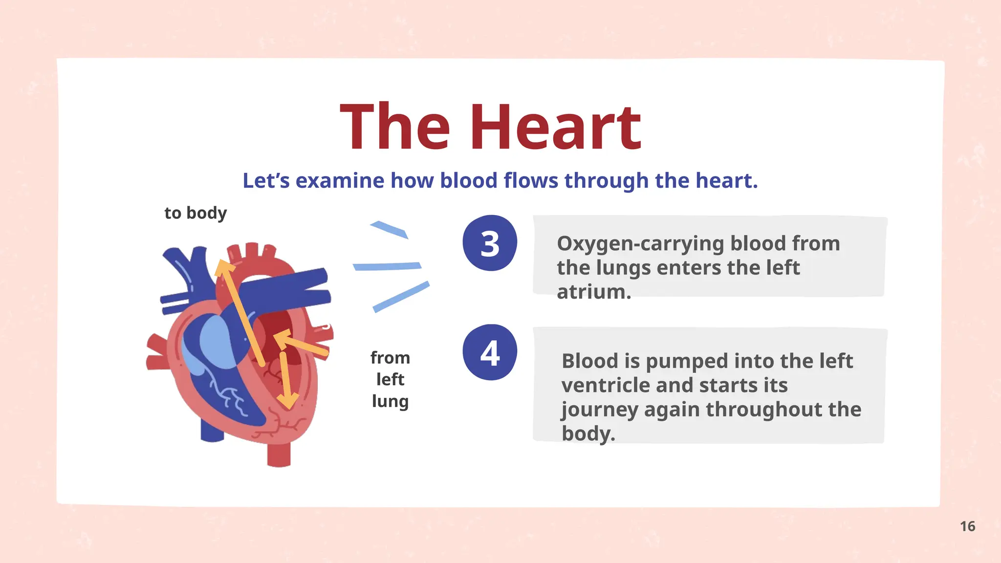 3
4
Oxygen-carrying blood from
the lungs enters the left
atrium.
Blood is pumped into the left
ventricle and starts its
journey again throughout the
body.
to body
from
left
lung
Let’s examine how blood flows through the heart.
The Heart
3
4
16
 