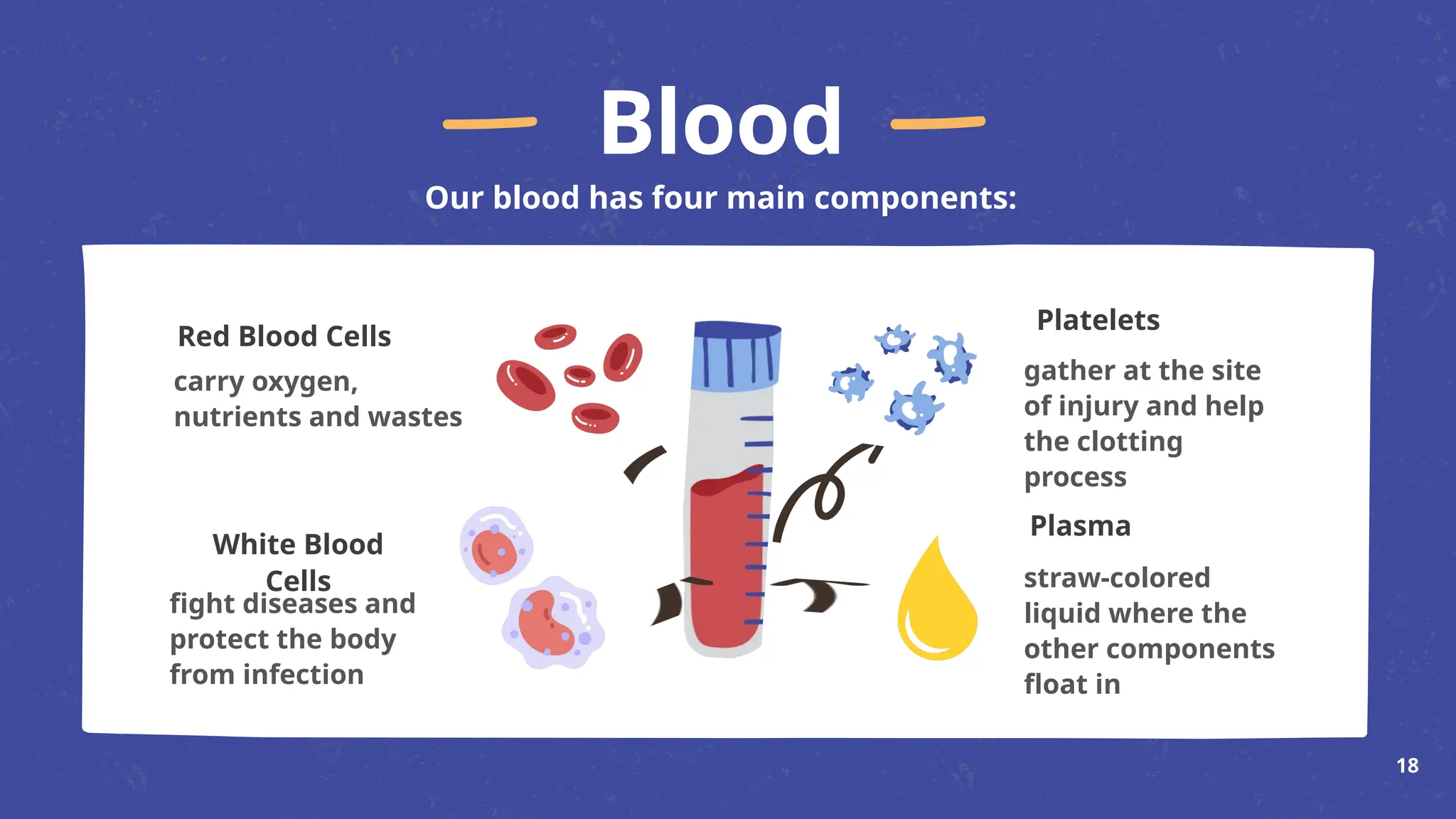 Blood
Our blood has four main components:
carry oxygen,
nutrients and wastes
fight diseases and
protect the body
from infection
straw-colored
liquid where the
other components
float in
gather at the site
of injury and help
the clotting
process
Red Blood Cells
White Blood
Cells
Platelets
Plasma
18
 