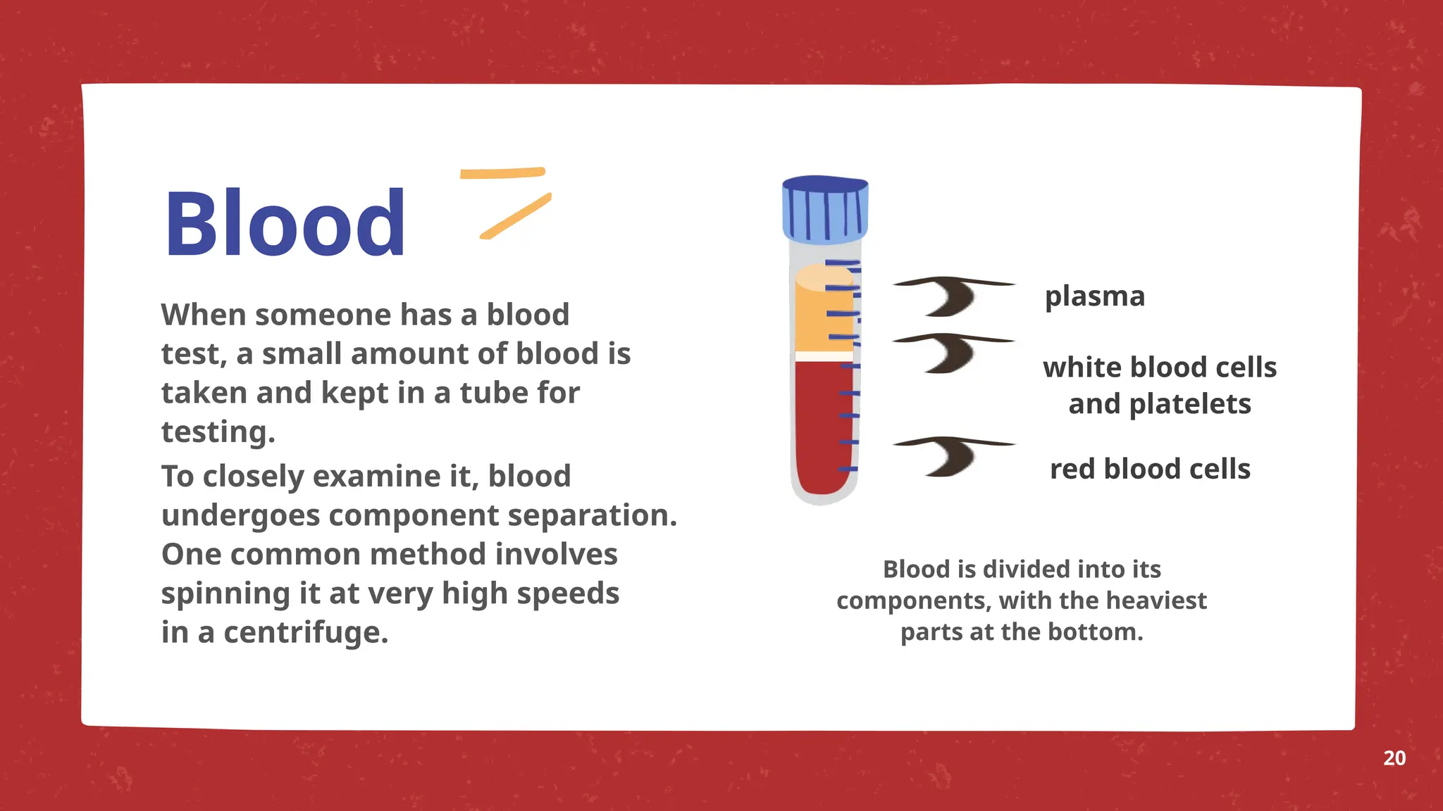 When someone has a blood
test, a small amount of blood is
taken and kept in a tube for
testing.
To closely examine it, blood
undergoes component separation.
One common method involves
spinning it at very high speeds
in a centrifuge.
Blood
Blood is divided into its
components, with the heaviest
parts at the bottom.
plasma
white blood cells
and platelets
red blood cells
20
 