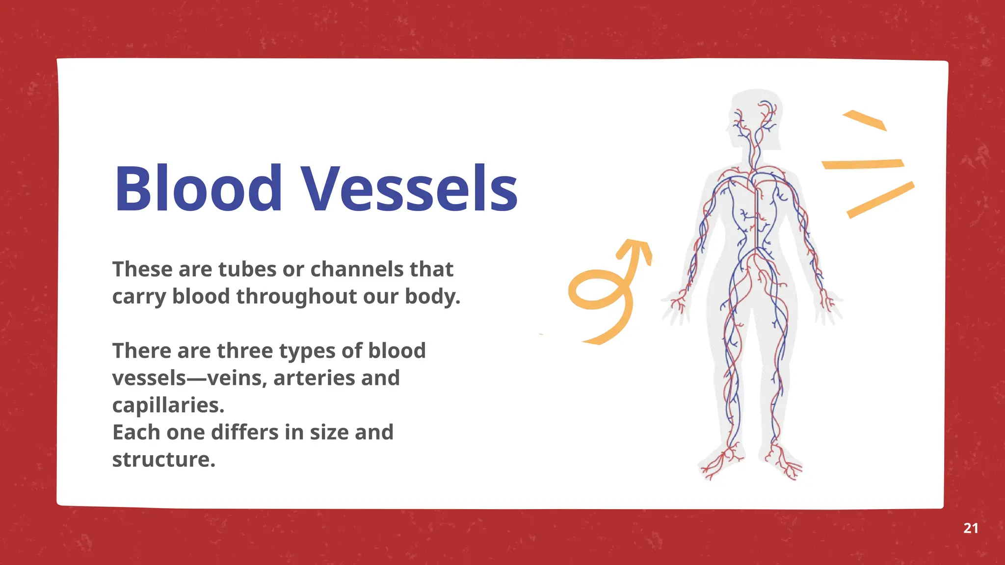 Blood Vessels
These are tubes or channels that
carry blood throughout our body.
There are three types of blood
vessels—veins, arteries and
capillaries.
Each one differs in size and
structure.
21
 