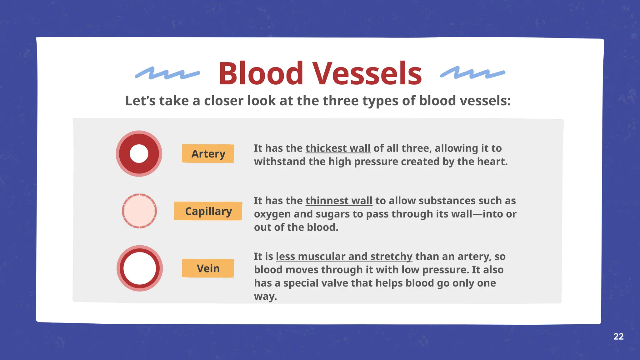 Artery
Capillary
Vein
Blood Vessels
It has the thickest wall of all three, allowing it to
withstand the high pressure created by the heart.
It has the thinnest wall to allow substances such as
oxygen and sugars to pass through its wall—into or
out of the blood.
It is less muscular and stretchy than an artery, so
blood moves through it with low pressure. It also
has a special valve that helps blood go only one
way.
Let’s take a closer look at the three types of blood vessels:
22
 