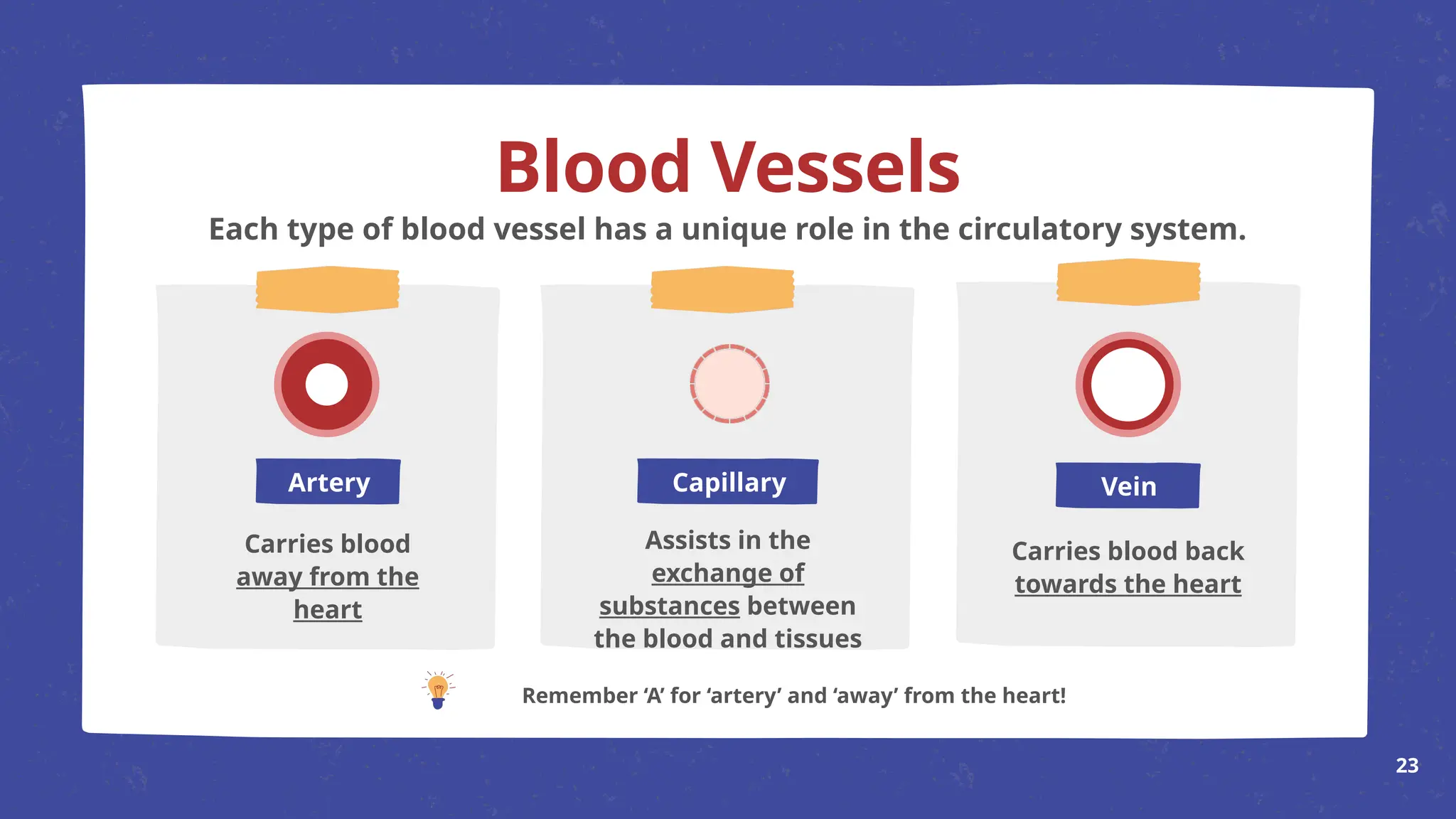 Carries blood
away from the
heart
Remember ‘A’ for ‘artery’ and ‘away’ from the heart!
TIP
Blood Vessels
Each type of blood vessel has a unique role in the circulatory system.
Artery Capillary
Assists in the
exchange of
substances between
the blood and tissues
Vein
Carries blood back
towards the heart
23
 