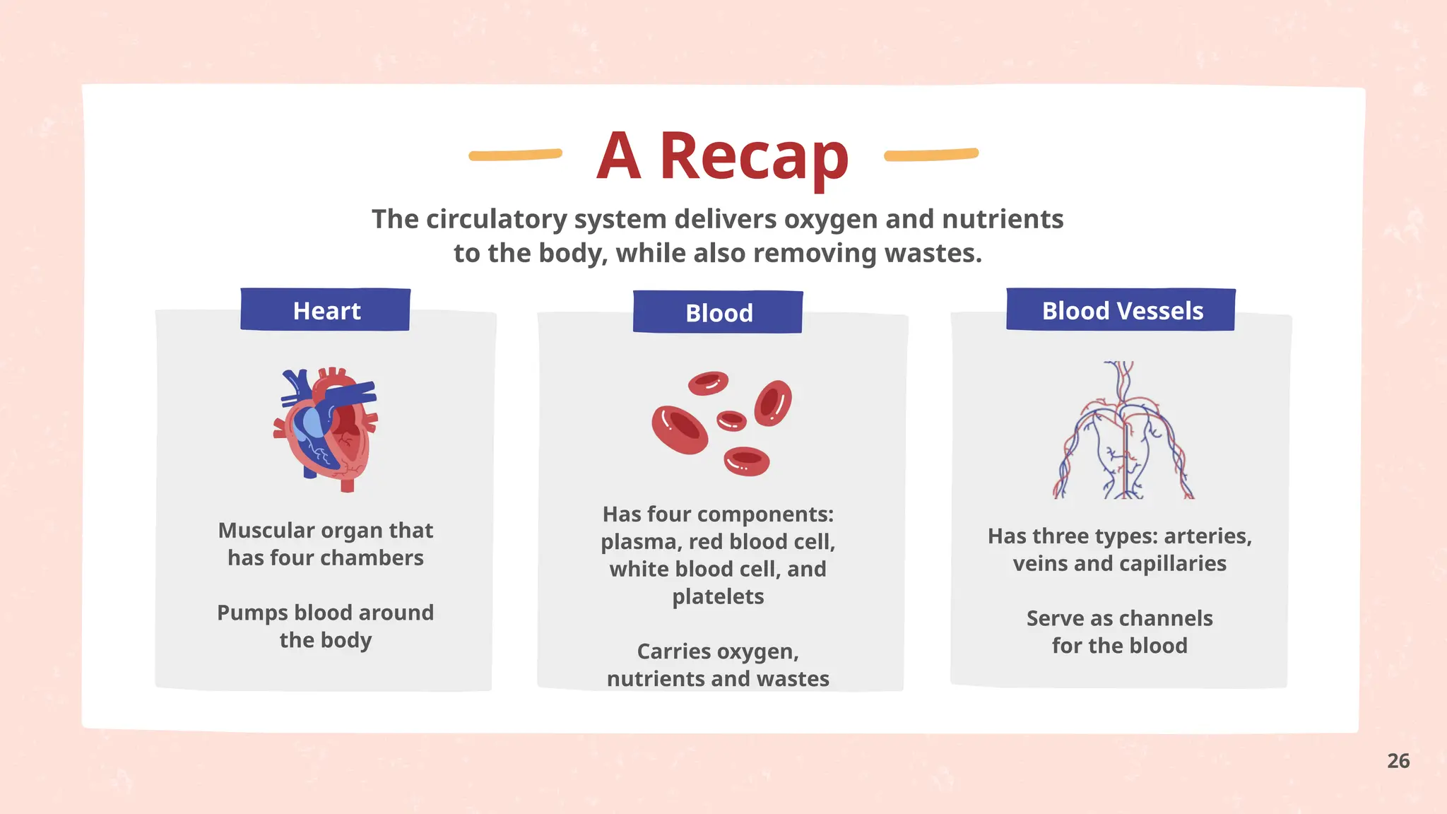 Blood Blood Vessels
Heart
A Recap
The circulatory system delivers oxygen and nutrients
to the body, while also removing wastes.
Muscular organ that
has four chambers
Pumps blood around
the body
Has four components:
plasma, red blood cell,
white blood cell, and
platelets
Carries oxygen,
nutrients and wastes
Has three types: arteries,
veins and capillaries
Serve as channels
for the blood
26
 