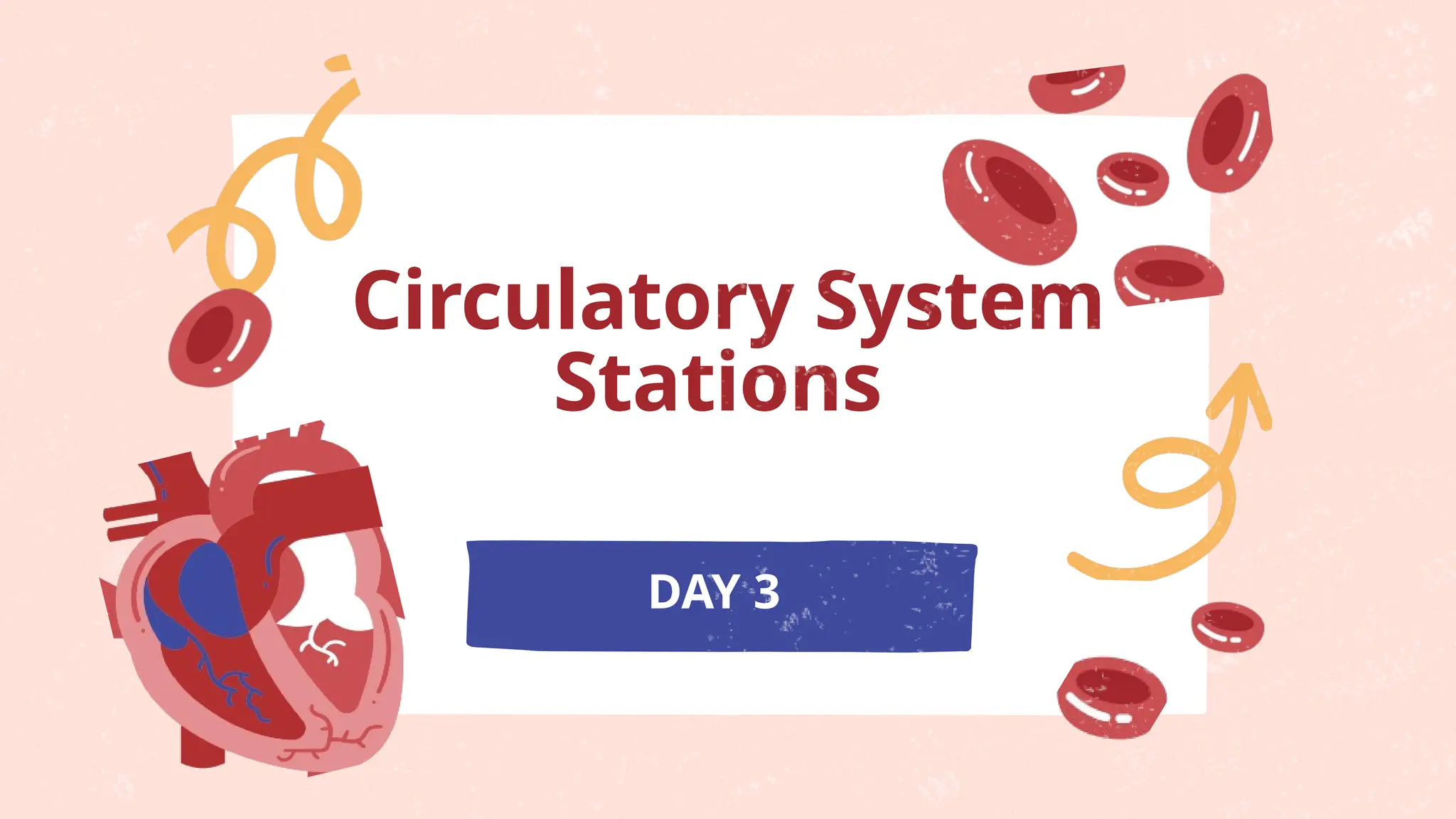 Circulatory System
Stations
DAY 3
 