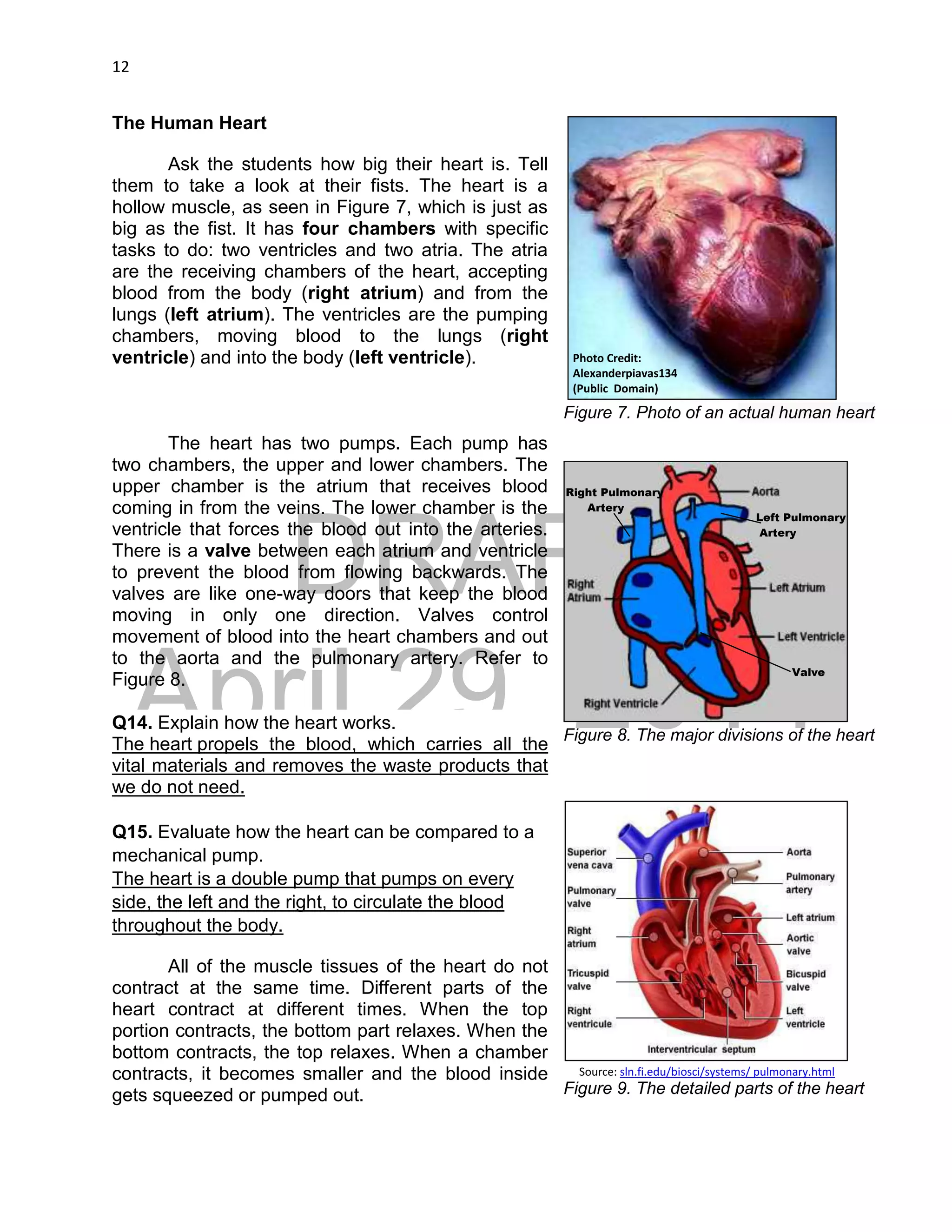 DRAFT
April 29, 2014
12
The Human Heart
Ask the students how big their heart is. Tell
them to take a look at their fists. The heart is a
hollow muscle, as seen in Figure 7, which is just as
big as the fist. It has four chambers with specific
tasks to do: two ventricles and two atria. The atria
are the receiving chambers of the heart, accepting
blood from the body (right atrium) and from the
lungs (left atrium). The ventricles are the pumping
chambers, moving blood to the lungs (right
ventricle) and into the body (left ventricle).
The heart has two pumps. Each pump has
two chambers, the upper and lower chambers. The
upper chamber is the atrium that receives blood
coming in from the veins. The lower chamber is the
ventricle that forces the blood out into the arteries.
There is a valve between each atrium and ventricle
to prevent the blood from flowing backwards. The
valves are like one-way doors that keep the blood
moving in only one direction. Valves control
movement of blood into the heart chambers and out
to the aorta and the pulmonary artery. Refer to
Figure 8.
Q14. Explain how the heart works.
The heart propels the blood, which carries all the
vital materials and removes the waste products that
we do not need.
Q15. Evaluate how the heart can be compared to a
mechanical pump.
The heart is a double pump that pumps on every
side, the left and the right, to circulate the blood
throughout the body.
All of the muscle tissues of the heart do not
contract at the same time. Different parts of the
heart contract at different times. When the top
portion contracts, the bottom part relaxes. When the
bottom contracts, the top relaxes. When a chamber
contracts, it becomes smaller and the blood inside
gets squeezed or pumped out.
Figure 7. Photo of an actual human heart
Photo Credit:
Alexanderpiavas134
(Public Domain)
Figure 8. The major divisions of the heart
Figure 9. The detailed parts of the heart
Source: sln.fi.edu/biosci/systems/ pulmonary.html
Left Pulmonary
Artery
Right Pulmonary
Artery
Valve
 
