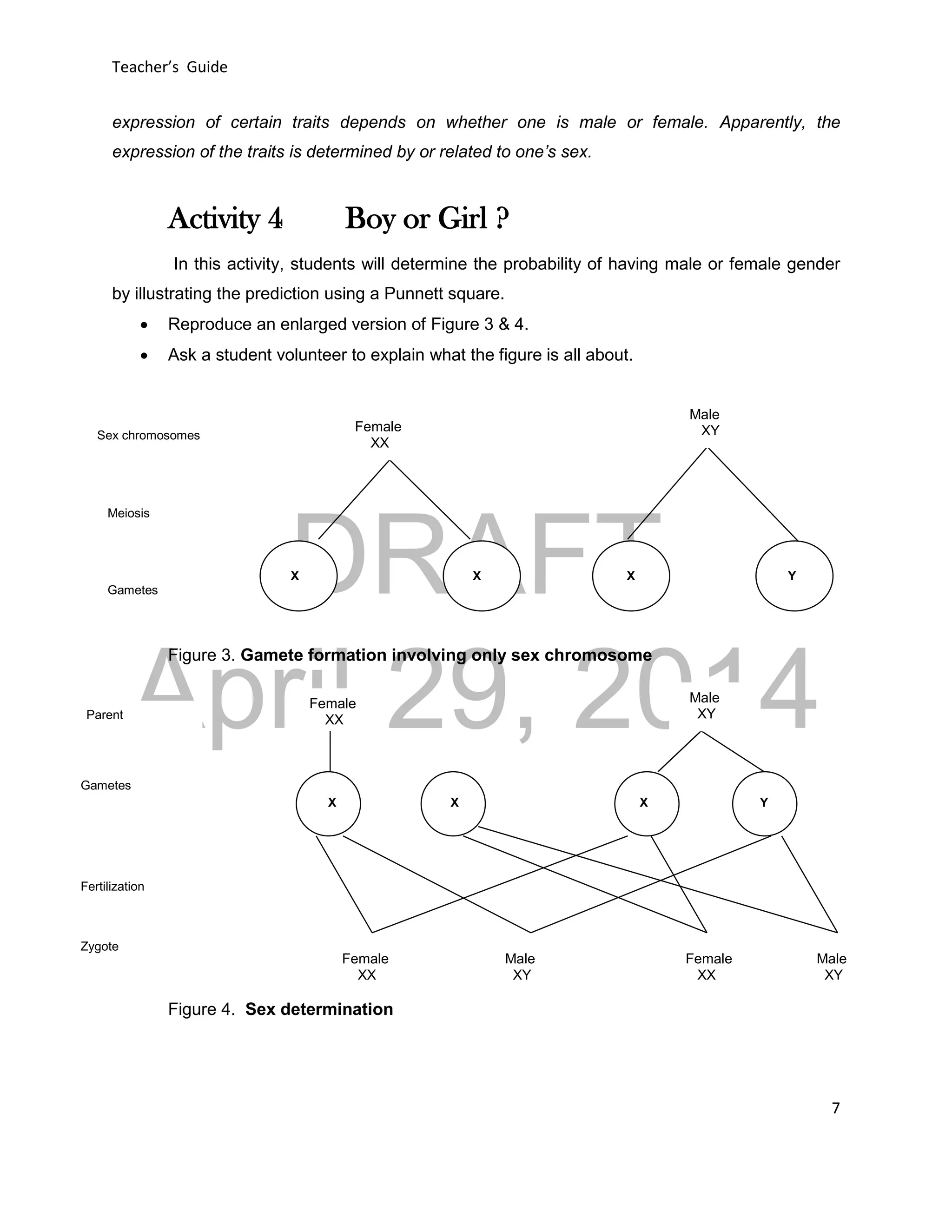 DRAFT
April 29, 2014
Teacher’s Guide
7
expression of certain traits depends on whether one is male or female. Apparently, the
expression of the traits is determined by or related to one’s sex.
Activity 4 Boy or Girl ?
In this activity, students will determine the probability of having male or female gender
by illustrating the prediction using a Punnett square.
 Reproduce an enlarged version of Figure 3 & 4.
 Ask a student volunteer to explain what the figure is all about.



Figure 3. Gamete formation involving only sex chromosome
Figure 4. Sex determination
Female
XX
Male
XY
X X X Y
Female
XX
Male
XY
Male
XY
Male
XY
Female
XX
Parent
Fertilization
Gametes
Zygote
Meiosis
GametesGametes
XX XX X Y
Female
XX
Male
XYSex chromosomes
 