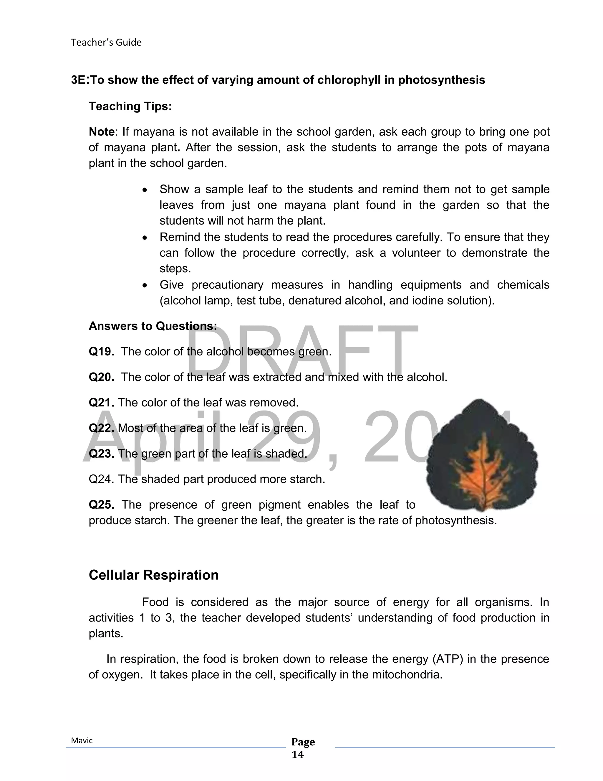 DRAFT
April 29, 2014
Teacher’s Guide
Mavic Page
14
3E:To show the effect of varying amount of chlorophyll in photosynthesis
Teaching Tips:
Note: If mayana is not available in the school garden, ask each group to bring one pot
of mayana plant. After the session, ask the students to arrange the pots of mayana
plant in the school garden.
 Show a sample leaf to the students and remind them not to get sample
leaves from just one mayana plant found in the garden so that the
students will not harm the plant.
 Remind the students to read the procedures carefully. To ensure that they
can follow the procedure correctly, ask a volunteer to demonstrate the
steps.
 Give precautionary measures in handling equipments and chemicals
(alcohol lamp, test tube, denatured alcohol, and iodine solution).
Answers to Questions:
Q19. The color of the alcohol becomes green.
Q20. The color of the leaf was extracted and mixed with the alcohol.
Q21. The color of the leaf was removed.
Q22. Most of the area of the leaf is green.
Q23. The green part of the leaf is shaded.
Q24. The shaded part produced more starch.
Q25. The presence of green pigment enables the leaf to
produce starch. The greener the leaf, the greater is the rate of photosynthesis.
Cellular Respiration
Food is considered as the major source of energy for all organisms. In
activities 1 to 3, the teacher developed students’ understanding of food production in
plants.
In respiration, the food is broken down to release the energy (ATP) in the presence
of oxygen. It takes place in the cell, specifically in the mitochondria.
 