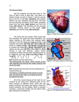 DRAFT
April 29, 2014
12
The Human Heart
Ask the students how big their heart is. Tell
them to take a look at their fists. The heart is a
hollow muscle, as seen in Figure 7, which is just as
big as the fist. It has four chambers with specific
tasks to do: two ventricles and two atria. The atria
are the receiving chambers of the heart, accepting
blood from the body (right atrium) and from the
lungs (left atrium). The ventricles are the pumping
chambers, moving blood to the lungs (right
ventricle) and into the body (left ventricle).
The heart has two pumps. Each pump has
two chambers, the upper and lower chambers. The
upper chamber is the atrium that receives blood
coming in from the veins. The lower chamber is the
ventricle that forces the blood out into the arteries.
There is a valve between each atrium and ventricle
to prevent the blood from flowing backwards. The
valves are like one-way doors that keep the blood
moving in only one direction. Valves control
movement of blood into the heart chambers and out
to the aorta and the pulmonary artery. Refer to
Figure 8.
Q14. Explain how the heart works.
The heart propels the blood, which carries all the
vital materials and removes the waste products that
we do not need.
Q15. Evaluate how the heart can be compared to a
mechanical pump.
The heart is a double pump that pumps on every
side, the left and the right, to circulate the blood
throughout the body.
All of the muscle tissues of the heart do not
contract at the same time. Different parts of the
heart contract at different times. When the top
portion contracts, the bottom part relaxes. When the
bottom contracts, the top relaxes. When a chamber
contracts, it becomes smaller and the blood inside
gets squeezed or pumped out.
Figure 7. Photo of an actual human heart
Photo Credit:
Alexanderpiavas134
(Public Domain)
Figure 8. The major divisions of the heart
Figure 9. The detailed parts of the heart
Source: sln.fi.edu/biosci/systems/ pulmonary.html
Left Pulmonary
Artery
Right Pulmonary
Artery
Valve
 