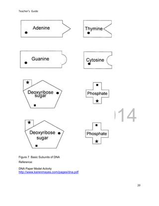 DRAFT
April 29, 2014
Teacher’s Guide
20
Figure 7 Basic Subunits of DNA
Reference:
DNA Paper Model Activity
http://www.karenmayes.com/pages/dna.pdf
 