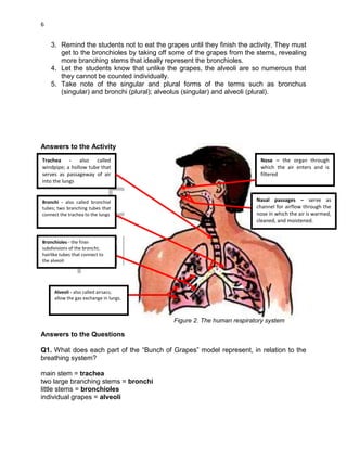DRAFT
April 29, 2014
6
3. Remind the students not to eat the grapes until they finish the activity. They must
get to the bronchioles by taking off some of the grapes from the stems, revealing
more branching stems that ideally represent the bronchioles.
4. Let the students know that unlike the grapes, the alveoli are so numerous that
they cannot be counted individually.
5. Take note of the singular and plural forms of the terms such as bronchus
(singular) and bronchi (plural); alveolus (singular) and alveoli (plural).
Answers to the Activity
Answers to the Questions
Q1. What does each part of the “Bunch of Grapes” model represent, in relation to the
breathing system?
main stem = trachea
two large branching stems = bronchi
little stems = bronchioles
individual grapes = alveoli
Figure 2. The human respiratory system
Trachea - also called
windpipe; a hollow tube that
serves as passageway of air
into the lungs
Bronchi - also called bronchial
tubes; two branching tubes that
connect the trachea to the lungs
Nose – the organ through
which the air enters and is
filtered
Nasal passages – serve as
channel for airflow through the
nose in which the air is warmed,
cleaned, and moistened.
Bronchioles - the finer
subdivisions of the bronchi;
hairlike tubes that connect to
the alveoli
Alveoli - also called airsacs;
allow the gas exchange in lungs.
 