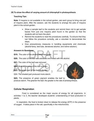 DRAFT
April 29, 2014
Teacher’s Guide
Mavic Page
14
3E:To show the effect of varying amount of chlorophyll in photosynthesis
Teaching Tips:
Note: If mayana is not available in the school garden, ask each group to bring one pot
of mayana plant. After the session, ask the students to arrange the pots of mayana
plant in the school garden.
 Show a sample leaf to the students and remind them not to get sample
leaves from just one mayana plant found in the garden so that the
students will not harm the plant.
 Remind the students to read the procedures carefully. To ensure that they
can follow the procedure correctly, ask a volunteer to demonstrate the
steps.
 Give precautionary measures in handling equipments and chemicals
(alcohol lamp, test tube, denatured alcohol, and iodine solution).
Answers to Questions:
Q19. The color of the alcohol becomes green.
Q20. The color of the leaf was extracted and mixed with the alcohol.
Q21. The color of the leaf was removed.
Q22. Most of the area of the leaf is green.
Q23. The green part of the leaf is shaded.
Q24. The shaded part produced more starch.
Q25. The presence of green pigment enables the leaf to
produce starch. The greener the leaf, the greater is the rate of photosynthesis.
Cellular Respiration
Food is considered as the major source of energy for all organisms. In
activities 1 to 3, the teacher developed students’ understanding of food production in
plants.
In respiration, the food is broken down to release the energy (ATP) in the presence
of oxygen. It takes place in the cell, specifically in the mitochondria.
 