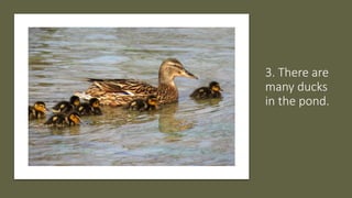 3. There are
many ducks
in the pond.
 