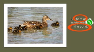 3. There are
many ducks
in the pond.
 