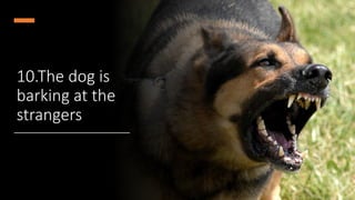 10.The dog is
barking at the
strangers
 