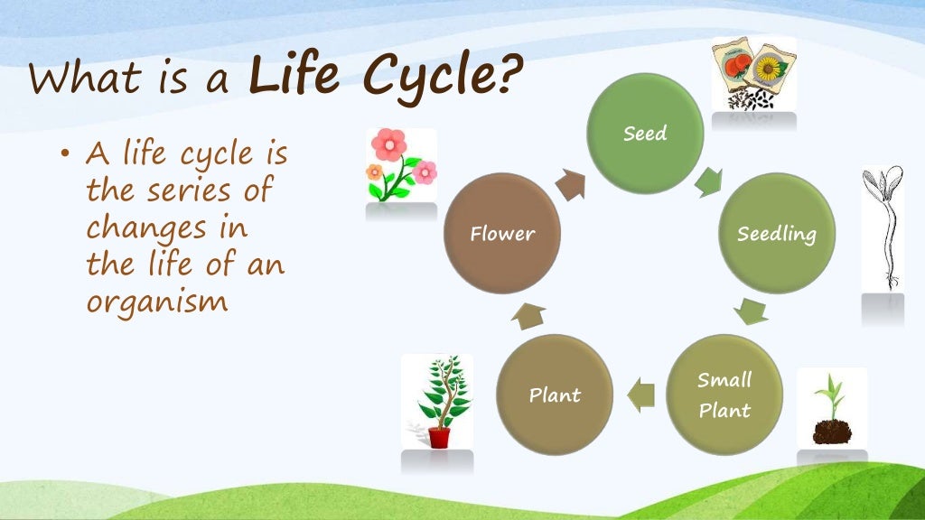 The Life Cycle of Cotton