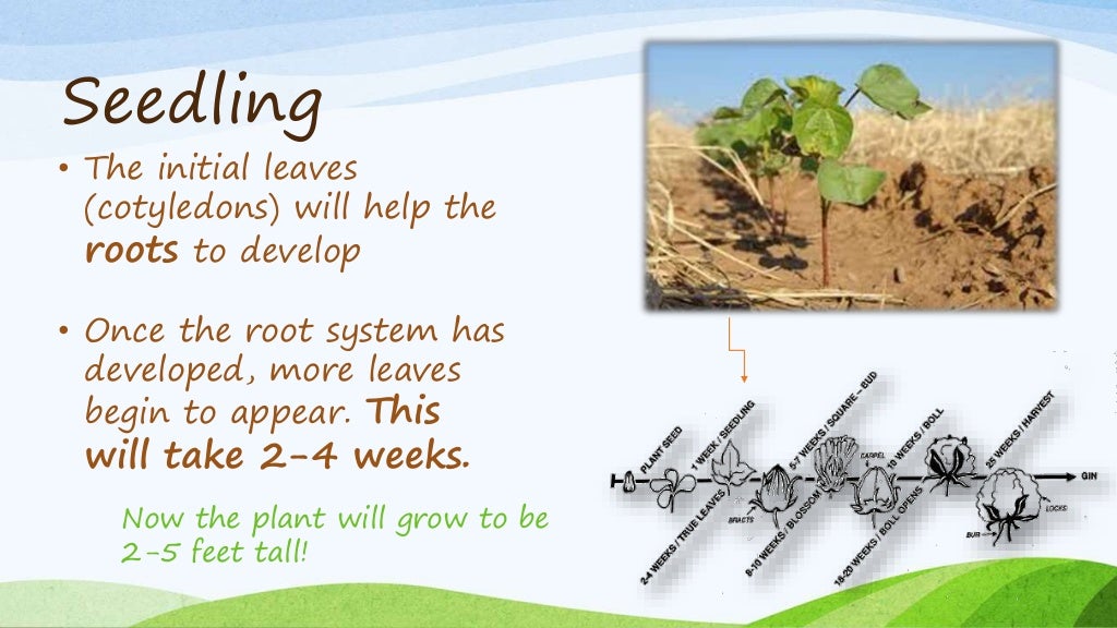 The Life Cycle of Cotton