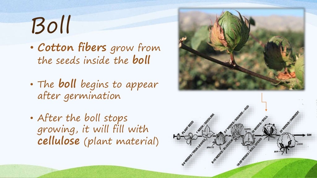 The Life Cycle of Cotton