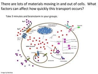 There are lots of materials moving in and out of cells. What
factors can affect how quickly this transport occurs?
Take 3 minutes and brainstorm in your groups.
Image by Neodop
 