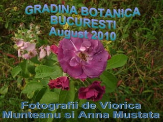 GRADINA BOTANICA  BUCURESTI August 2010 Fotografii de Viorica  Munteanu si Anna Mustata 