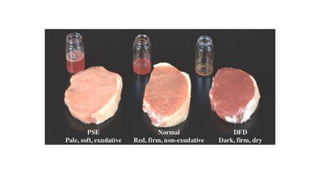 Grading judging and fabrication of meat carcass | PPTX