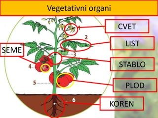 CVET
LIST
STABLO
PLOD
KOREN
SEME
Vegetativni organi
 